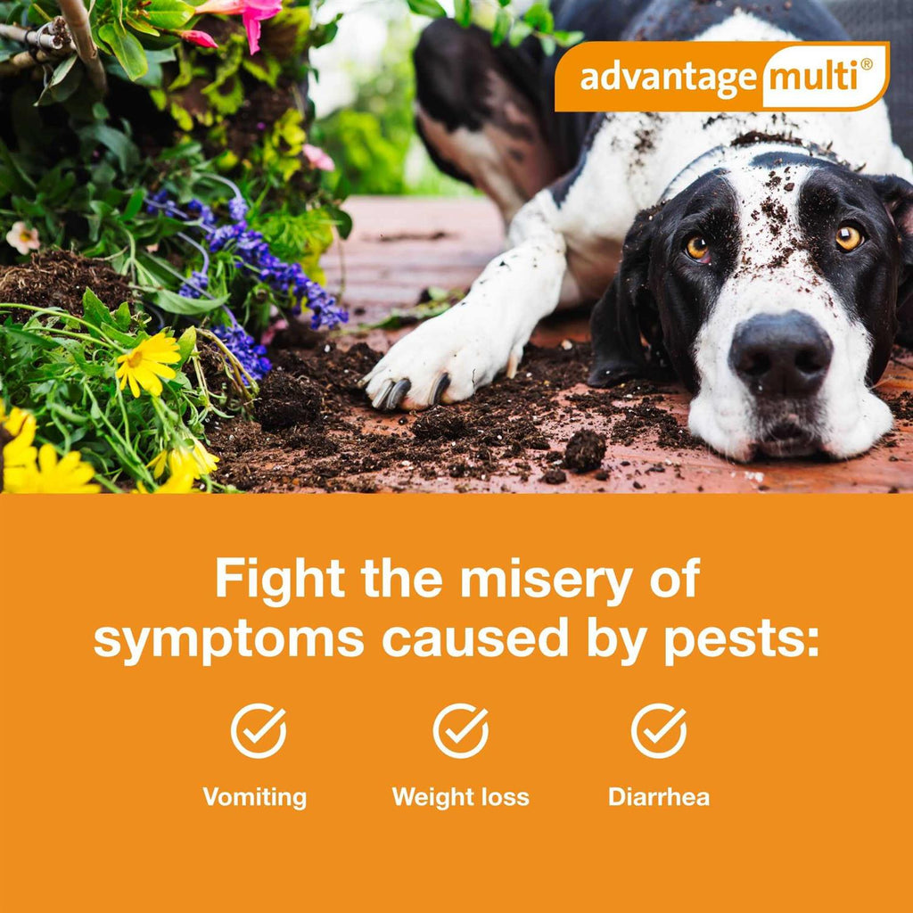 Advantage Multi for Dogs W6309