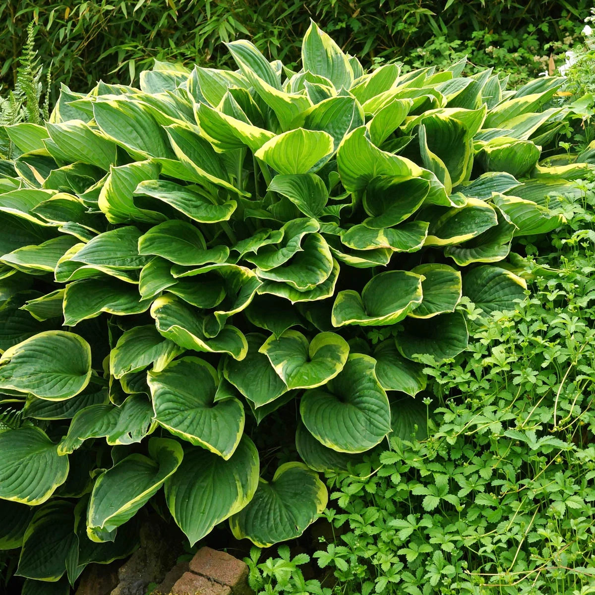 10-Pack Dormant Bare Root Hosta M1267
