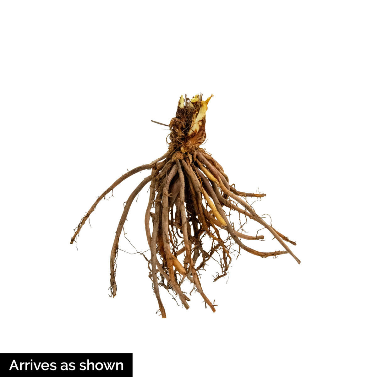 10-Pack Dormant Bare Root Hosta M1267