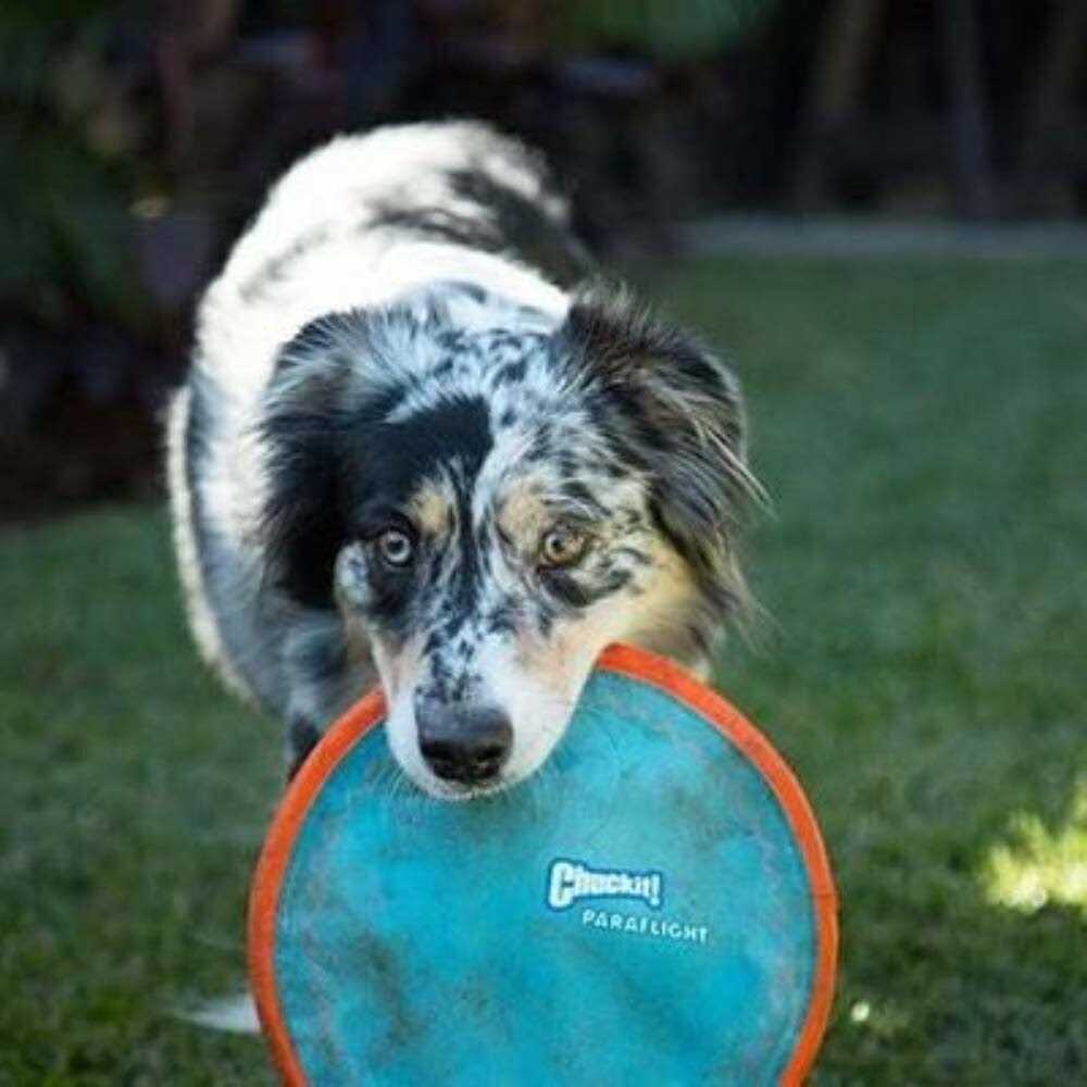 Dog Toy T1016