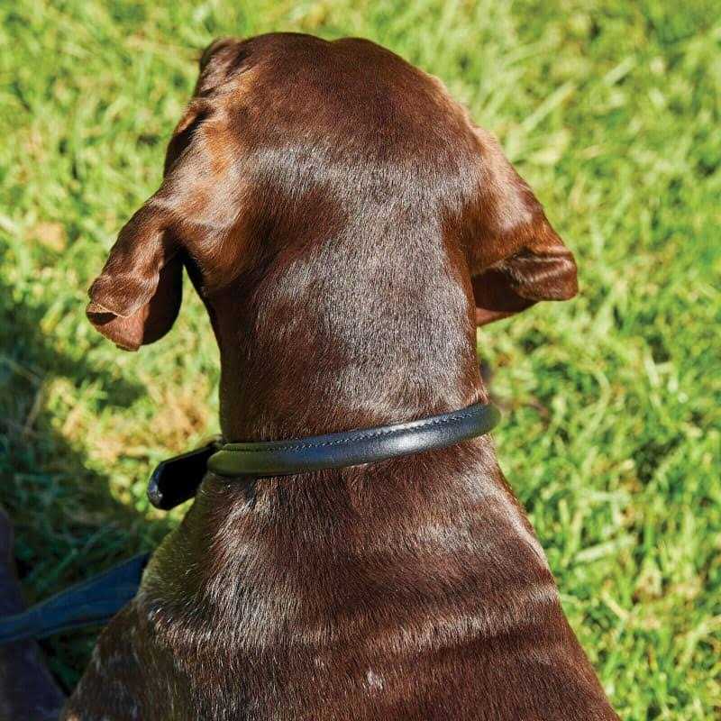 Rolled Leather Dog Collar K334383
