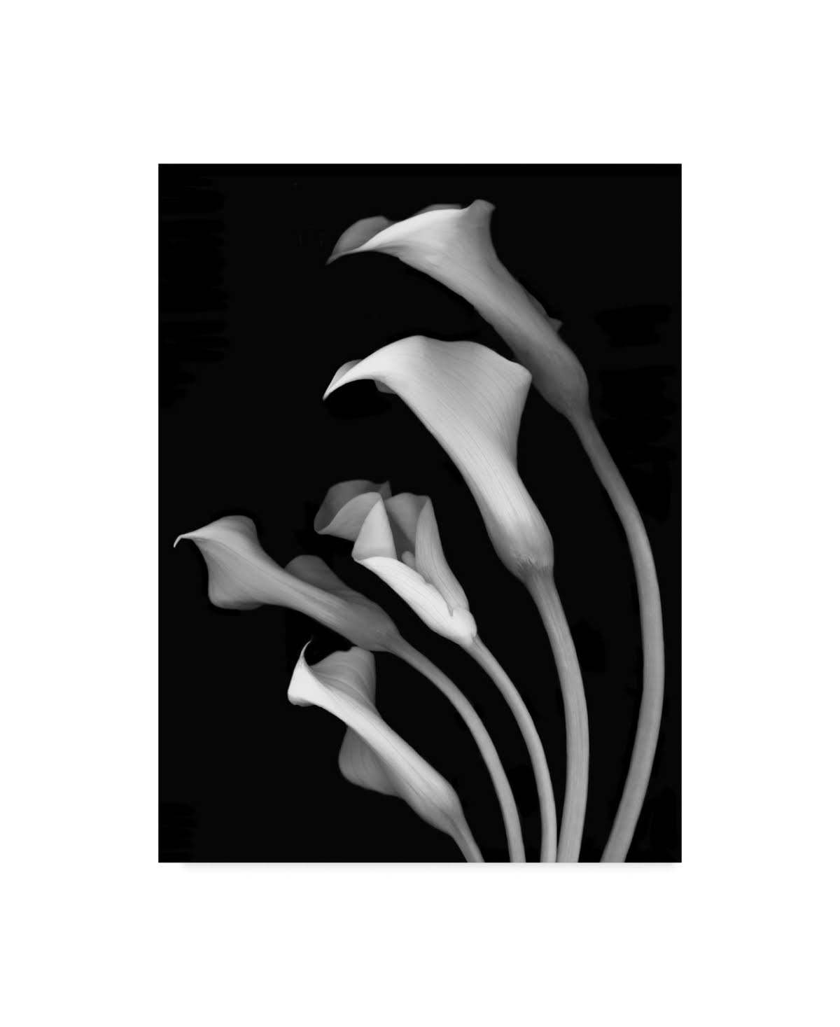 Black and White Canvas Art 35 in. W x 47 in. H R72641