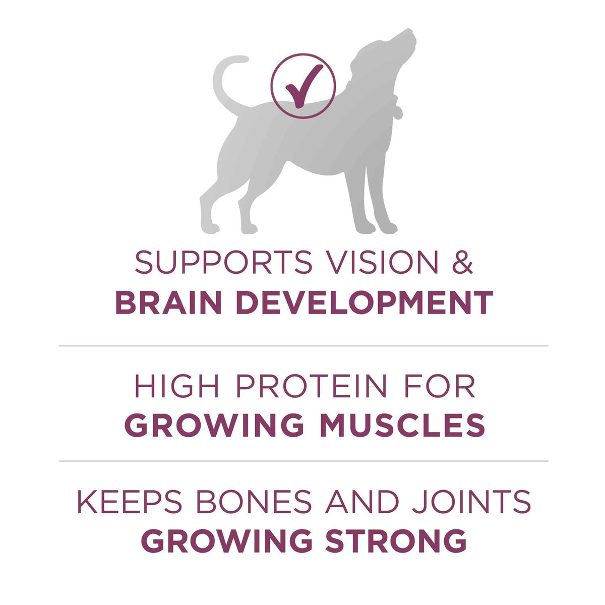 High Protein Dry Dog Food B158921