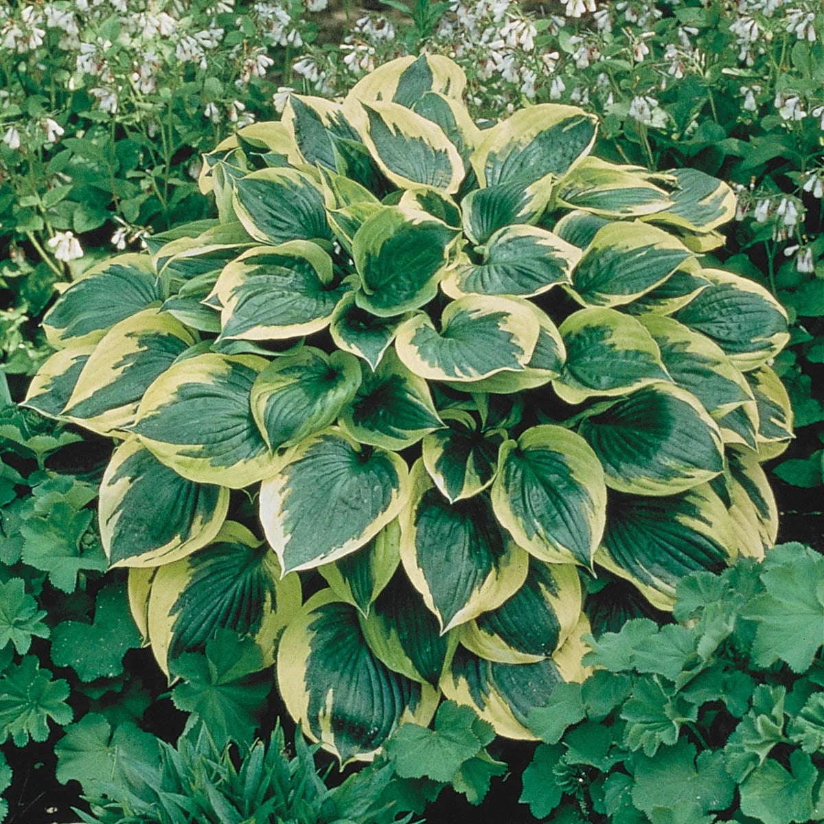 10-Pack Dormant Bare Root Hosta M1267