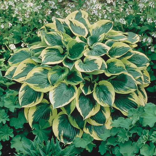 10-Pack Dormant Bare Root Hosta M1267