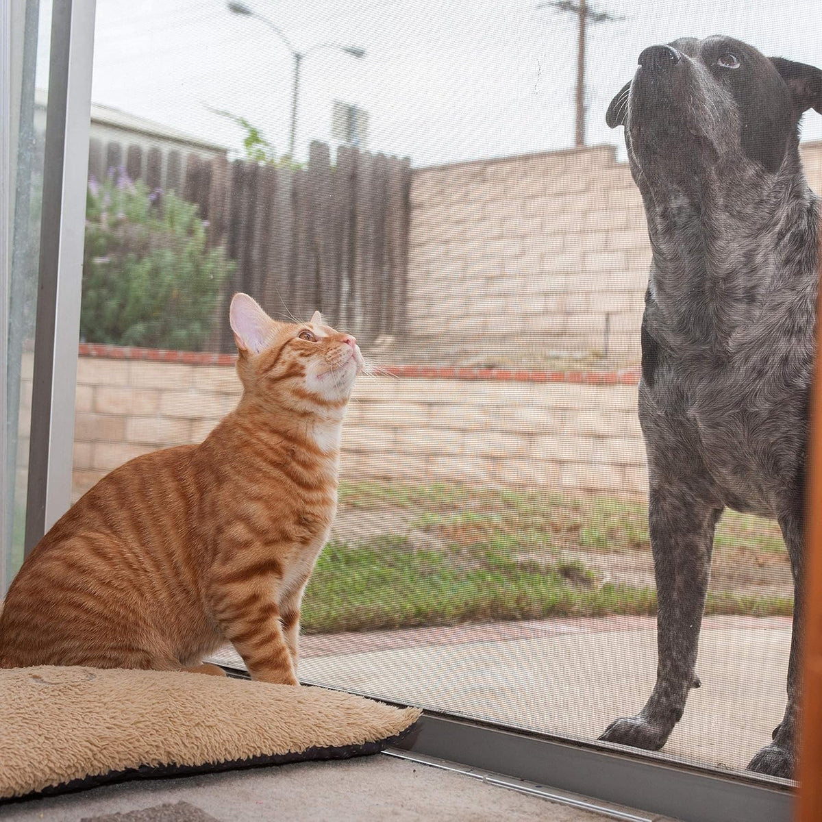 36” x 25’ Pet Proof Screen V64185