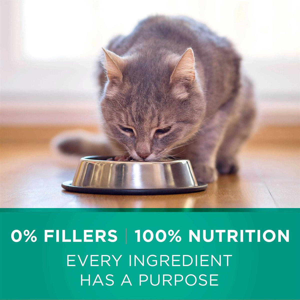 Dry Cat Food A2961