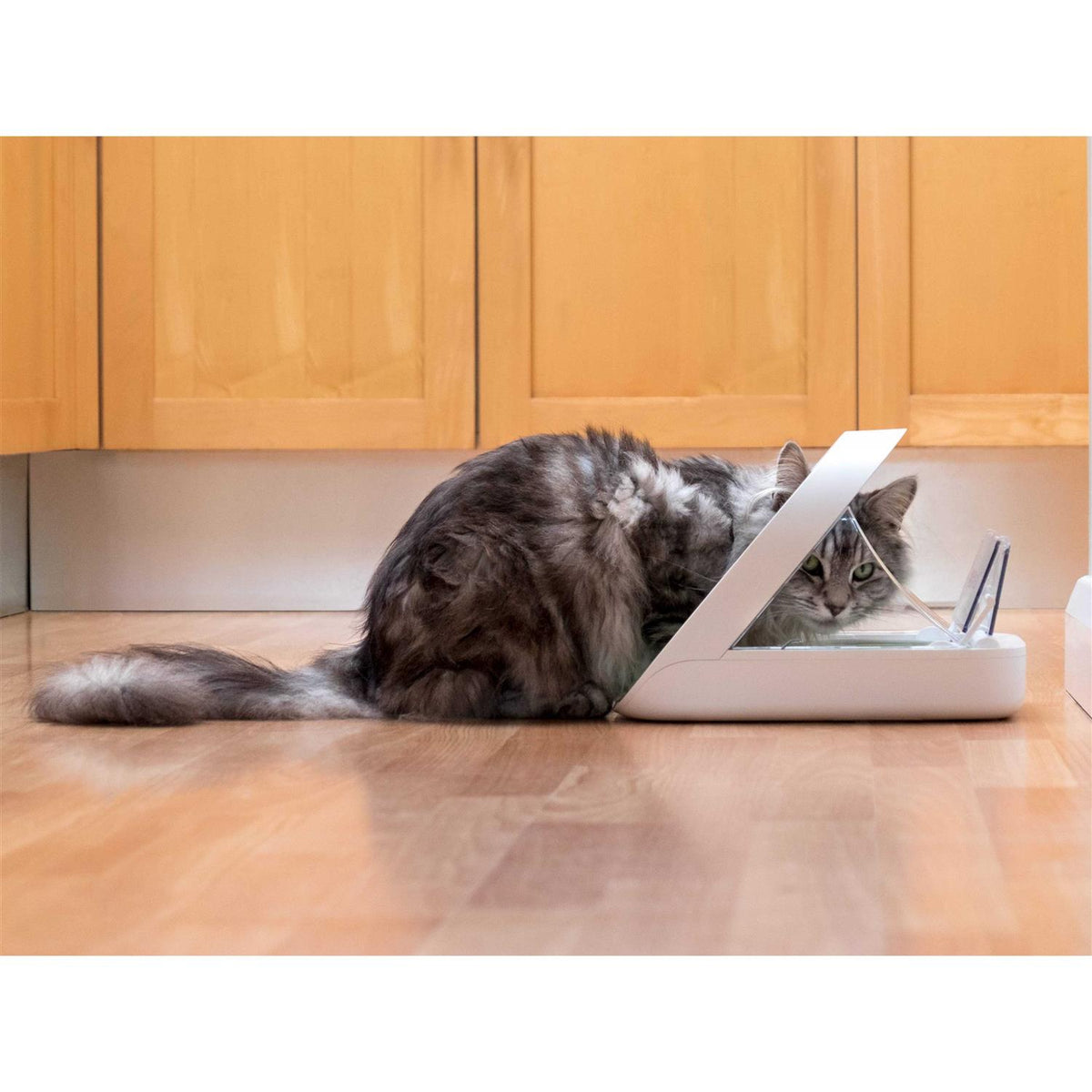 Microchip Pet Feeder N404