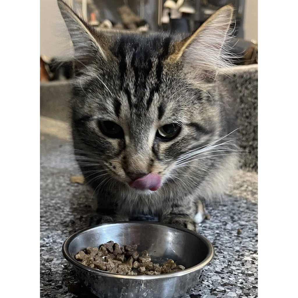 Natural Cat Food S7491