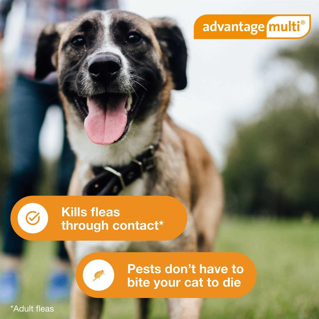 Advantage Multi for Dogs W6309