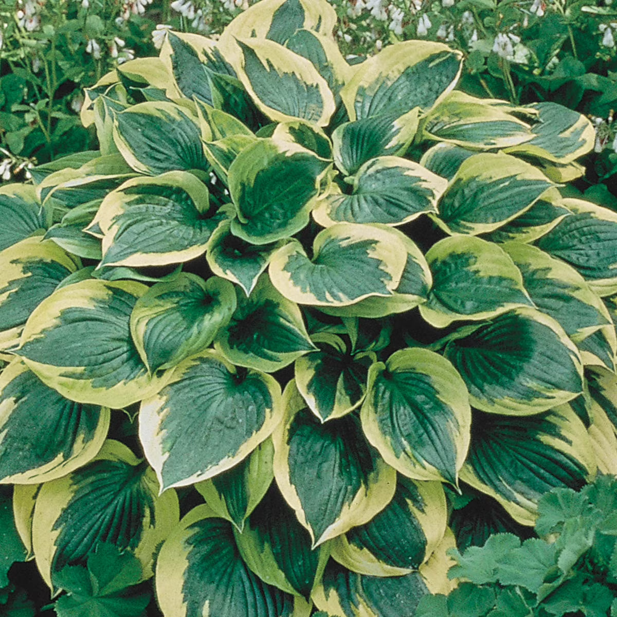 10-Pack Dormant Bare Root Hosta M1267