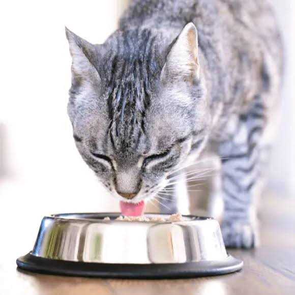Cat Food J44009